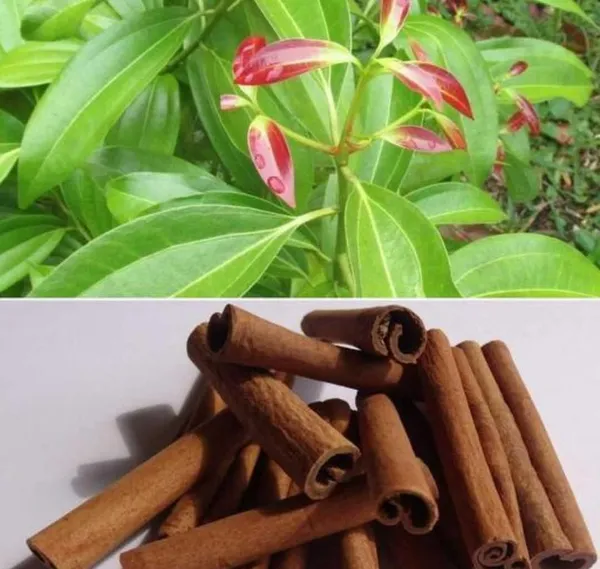 Cinnamon_Live_Plant_For_Home_Garden