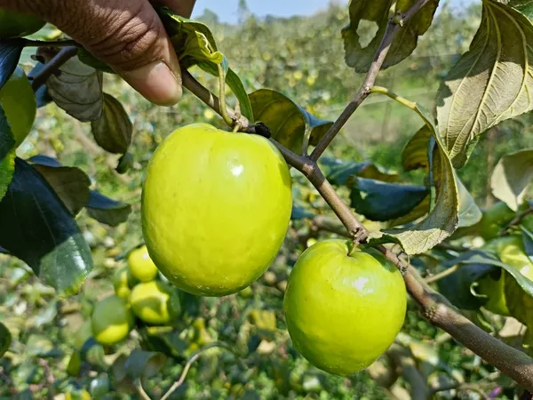Thai_Green_Apple_Ber_Fruit_Bearing_Live_Plant