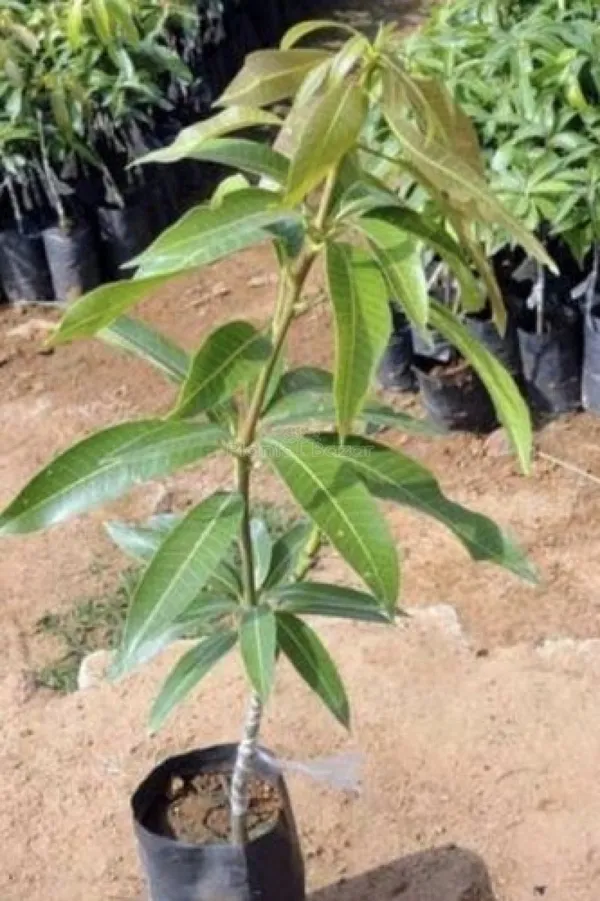 Kijuay_Mango_Grafted_Live_Plant_Sapling