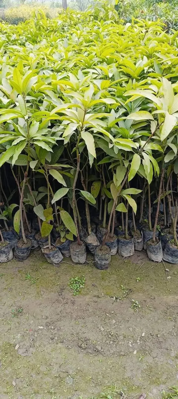 Langra_Mango_Grafted_Live_Plant_Sapling