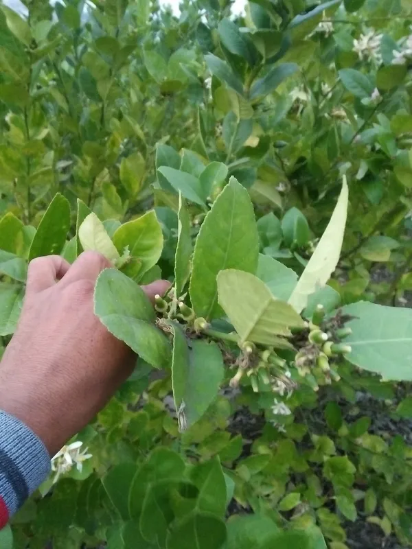 Seedless_Lemon_Grafted_Live_Fruit_Plant