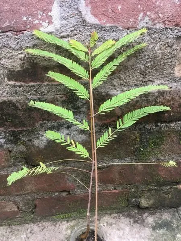 Amla_Indian_Gooseberry_Grafted_Live_Plant_Sapling
