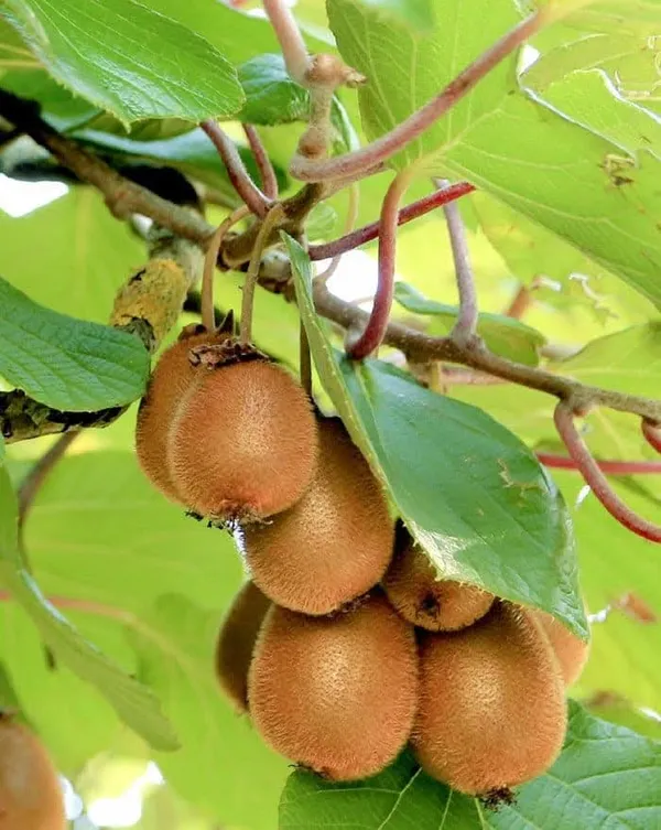 Kiwi_Live_Fruit-Bearing_Plant_Sapling