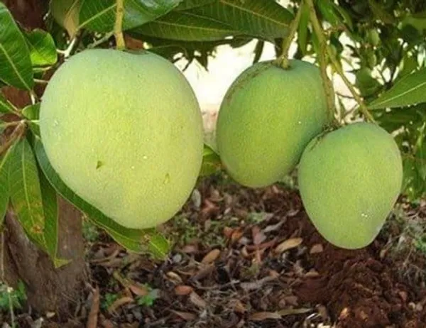 Gourmati_Mango_Grafted_Live_Fruit_Plant