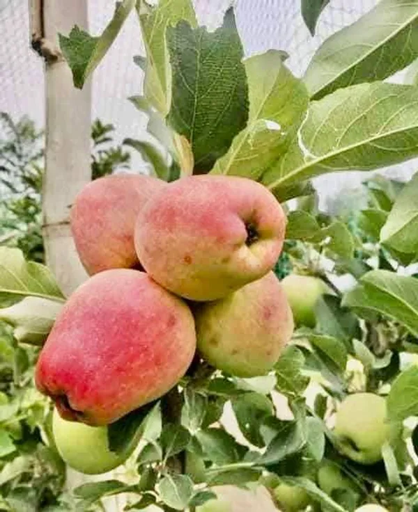 Hrmn_99_Apple_Fruit_Live_Plant_Sapling