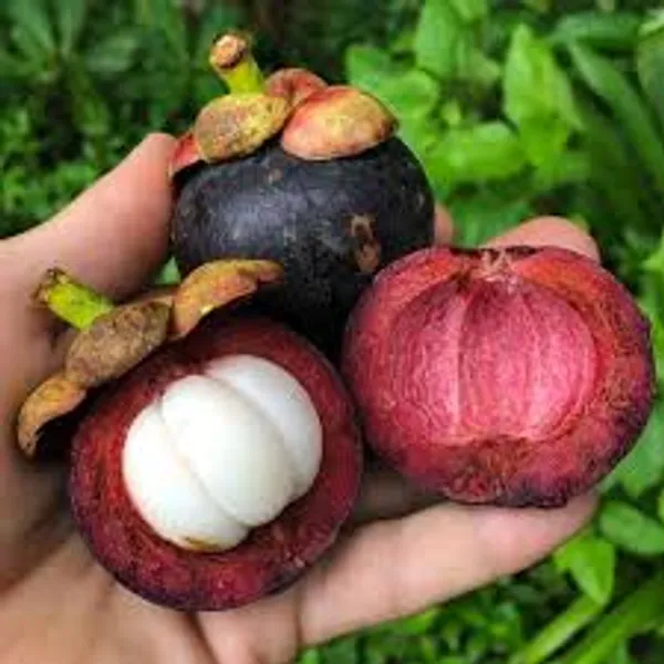 Mangosteen_Fruit_Plant_Sapling_In_Grow_Bag