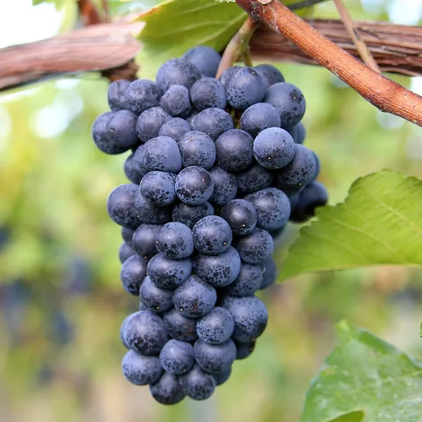 Black_Grape_Vine_Fruiting_Live_Plant
