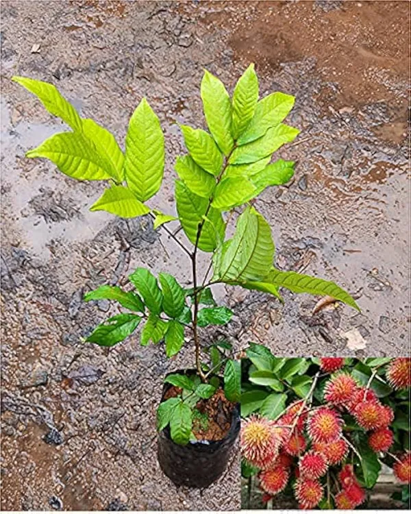 Rambutan_N18_Fruiting_Live_Plant