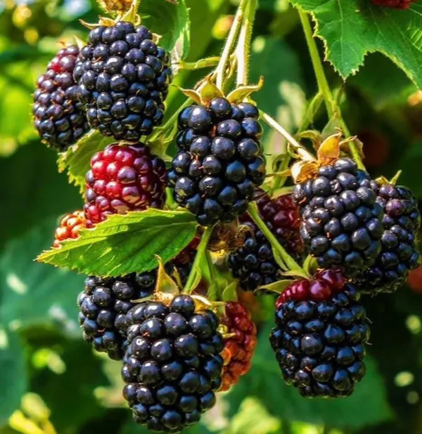 Blackberry_Fruit_Plant_In_Nursery_Grow_Bag
