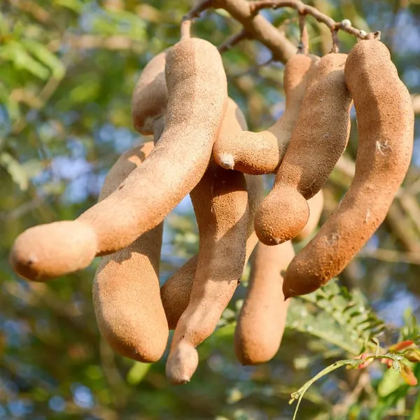 Sweet_Tamarind_Grafted_Live_Plant_In_Grow_Bag