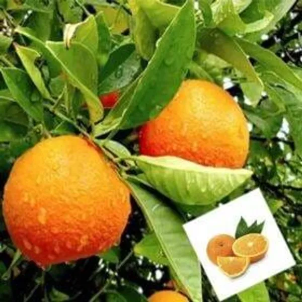Vutani_Orange_Grafted_Fruit_Bearing_Live_Plant