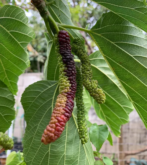 Pakistani_Long_Mulberry_Grafted_Fruiting_Live_Plant