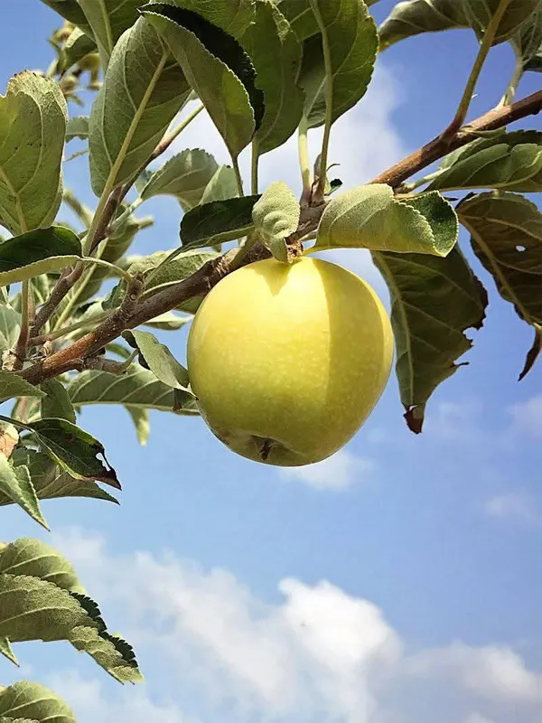 Golden_Apple_Live_Fruit-Bearing_Plant