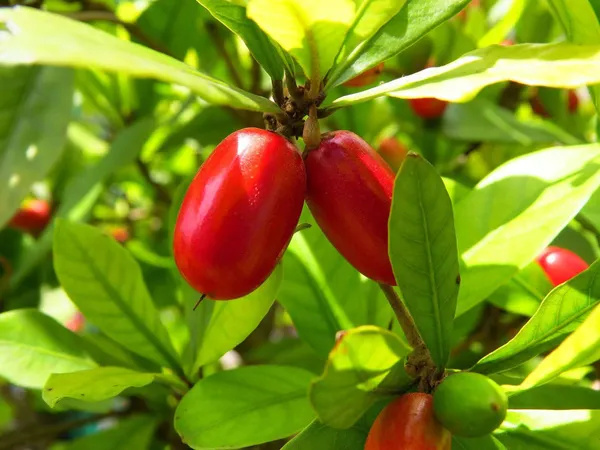Red_Karonda_Fruiting_Live_Plant_For_Garden