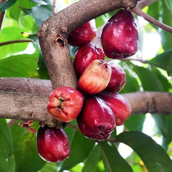 Wax_Apple_Live_Fruit_Plant_Sapling_In_Grow_Bag