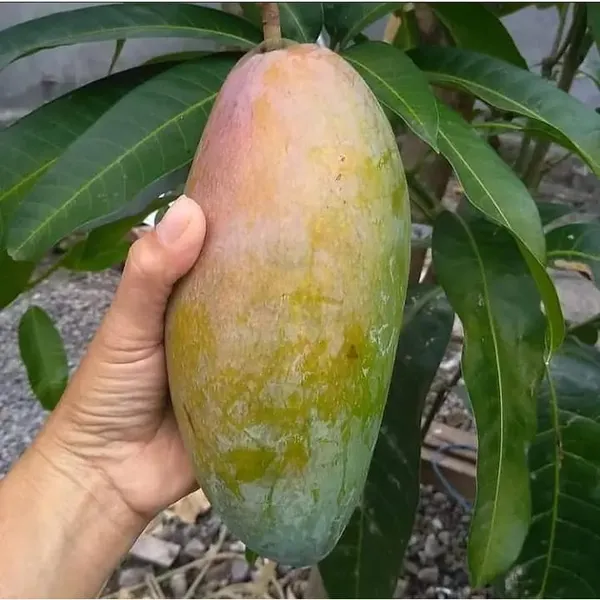 Kijuay_Mango_Grafted_Live_Plant_Sapling