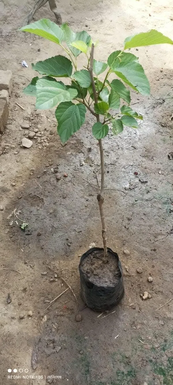 Brazilian_Mulberry_Fruit_Plant_Sapling_In_Polybag