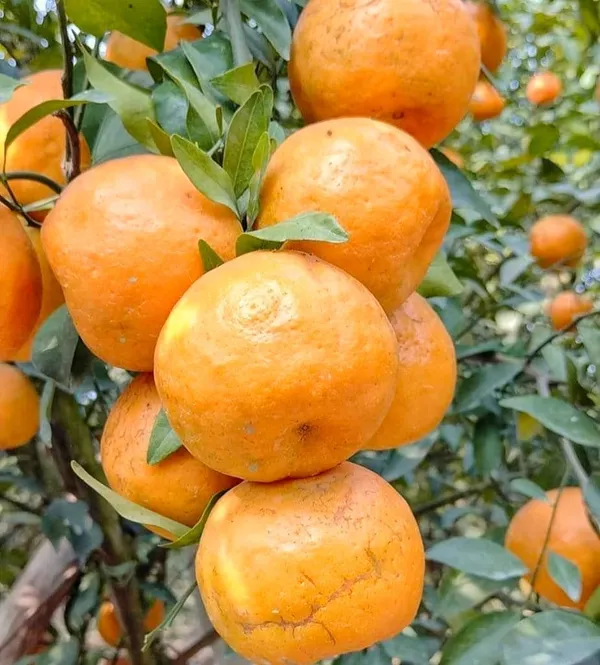 Satsuki_Orange_Grafted_Fruit_Bearing_Live_Plant