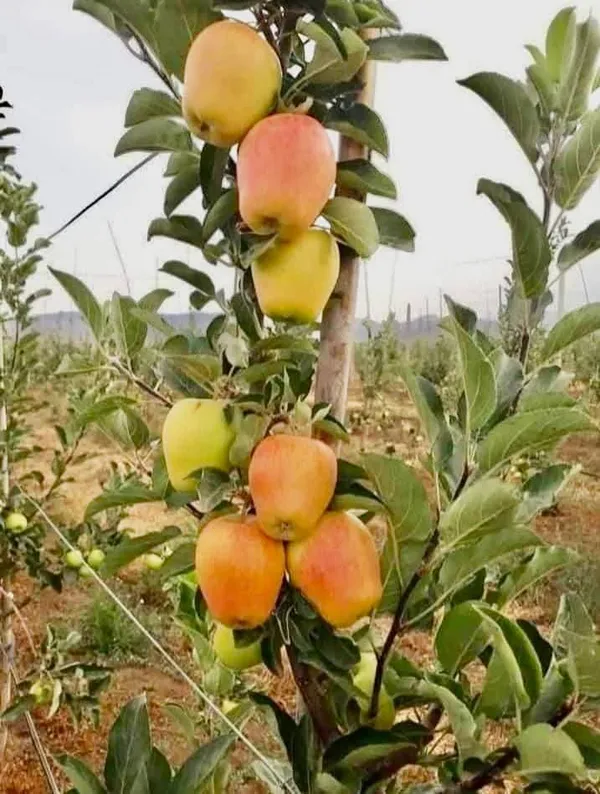 Anna_Apple_Live_Plant_Sapling_In_Nursery_Grow_Bag