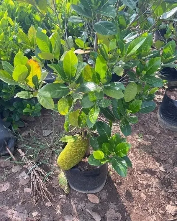 Pink_Jackfruit_Live_Plant_Sapling