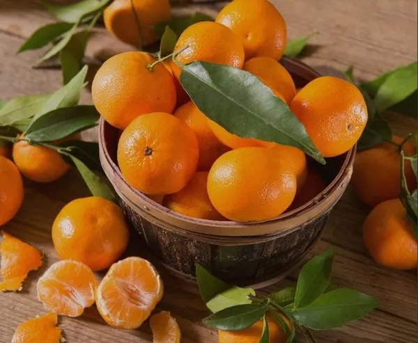 Sweet_Mandarin_Orange_Grafted_Fruit_Bearing_Live_Plant