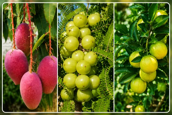Miyazaki_mangi_-green_awla_plant-_kamkat_pati_lemon_combo_plant