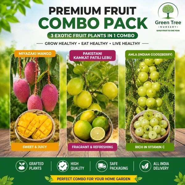 Miyazaki_mangi_-green_awla_plant-_kamkat_pati_lemon_combo_plant