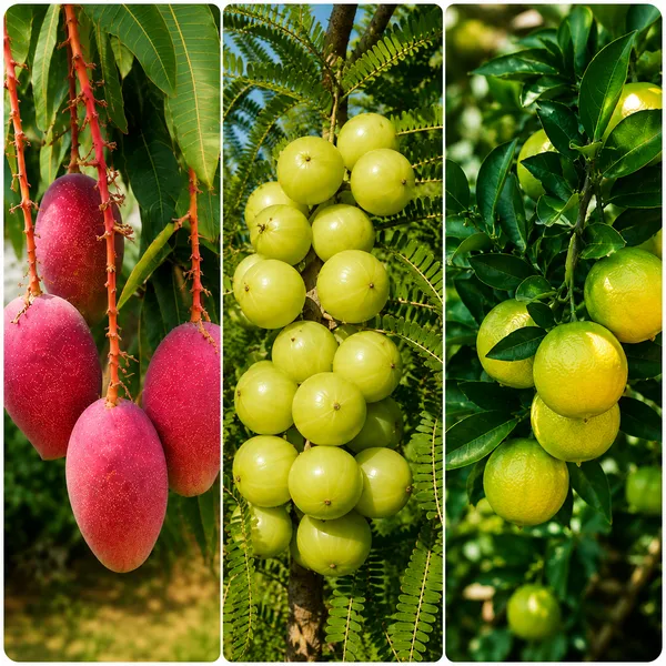 Miyazaki_mangi_-green_awla_plant-_kamkat_pati_lemon_combo_plant