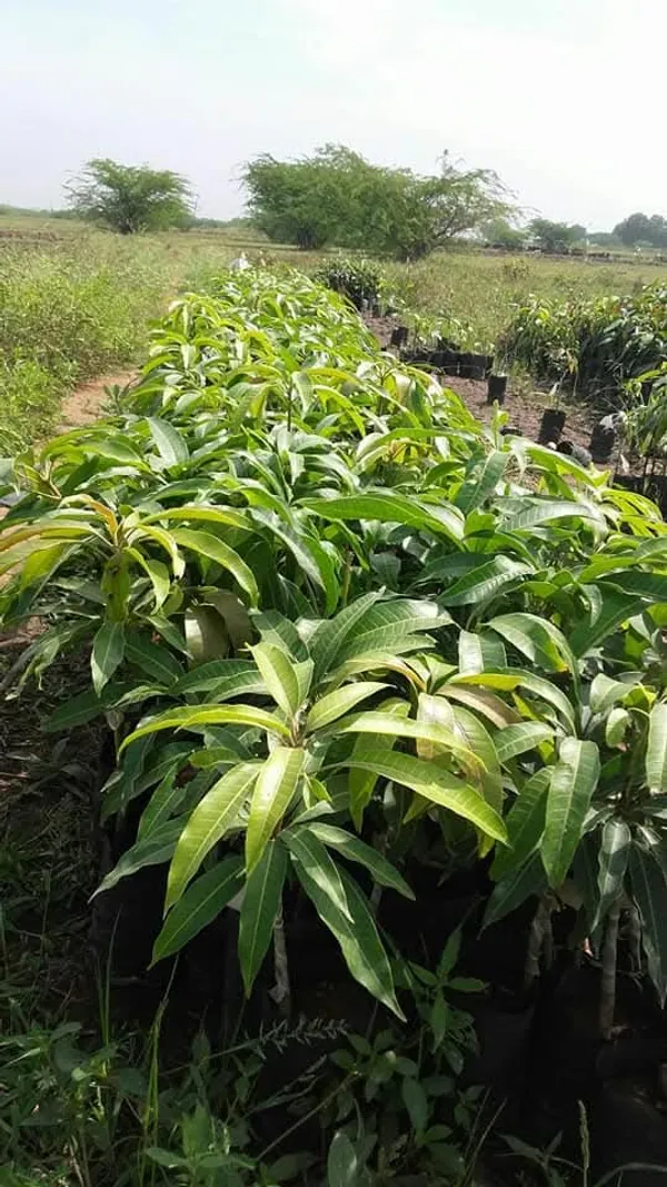 Chakkapat_Mango_Grafted_Live_Plant_For_Garden