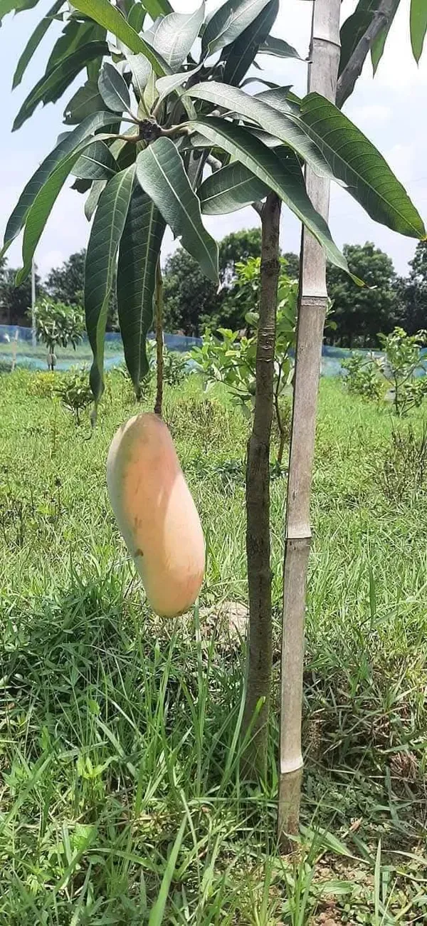 Thai_Red_Banana_Mango_Grafted_Live_Plant_Sapling