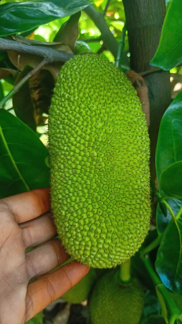 Vietnam_Super_Jackfruit_Grafted_Live_Plant