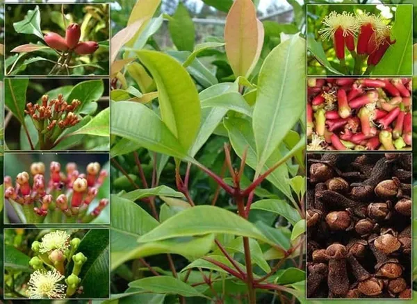 Clove_Live_Spice_Plant_Sapling