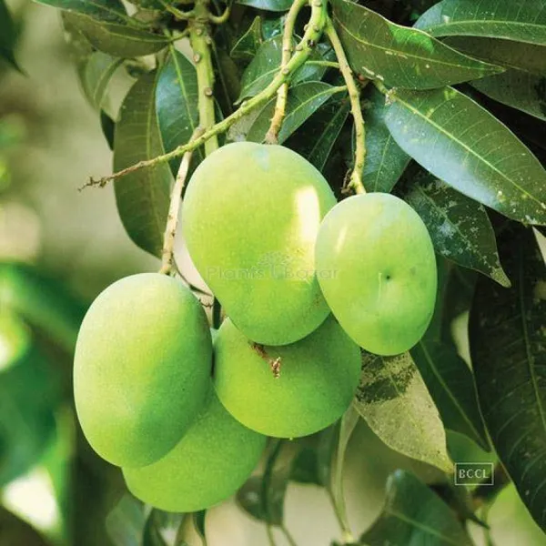 Gourmati_Mango_Grafted_Live_Fruit_Plant