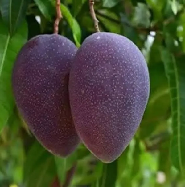 Blue_Purple_Mango_Grafted_Live_Plant_Sapling
