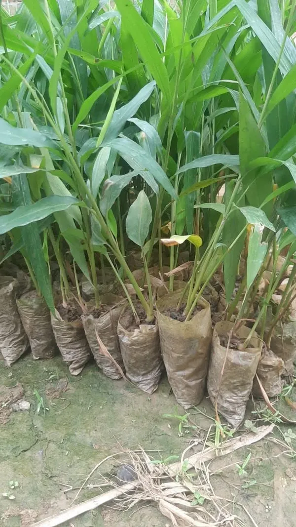 Cardamom_Live_Plant_Sapling_In_Grow_Bag