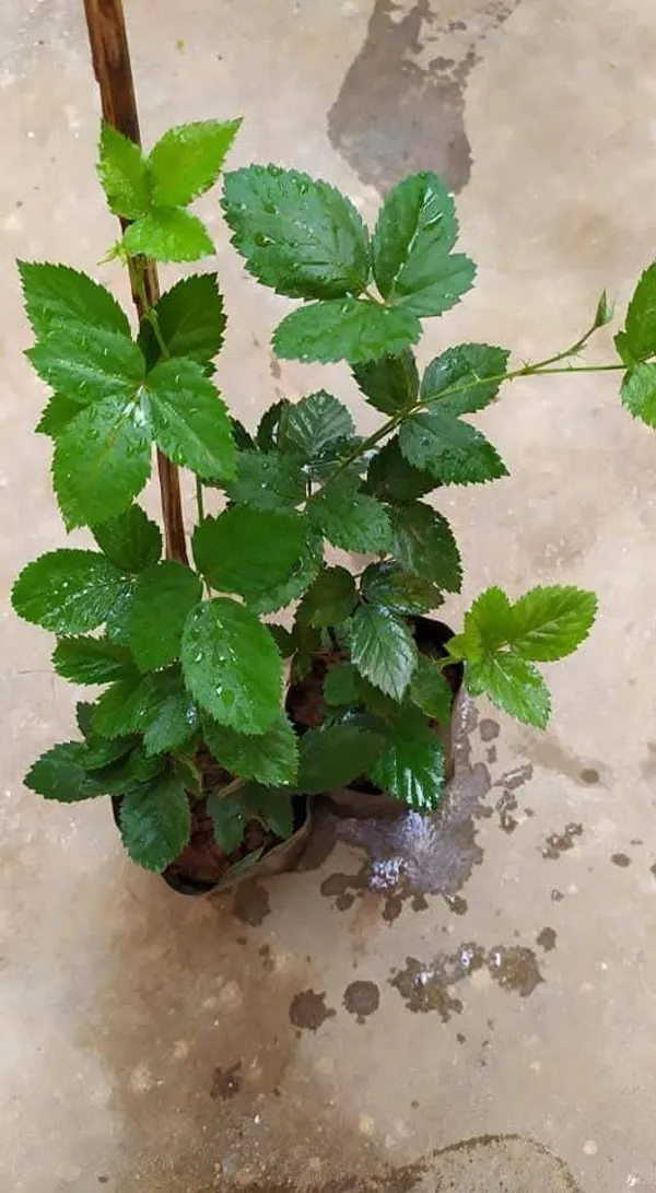 Blackberry_Fruit_Plant_In_Nursery_Grow_Bag
