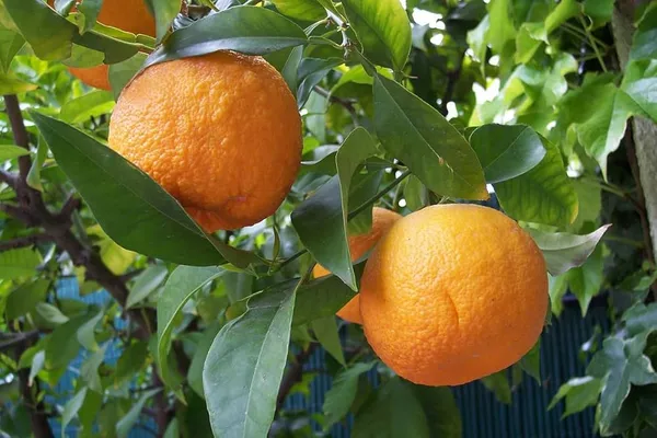 Satsuki_Orange_Grafted_Fruit_Bearing_Live_Plant