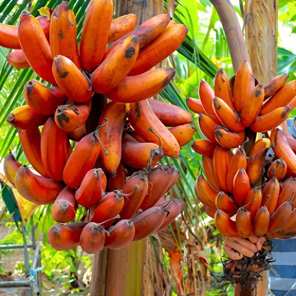 Red_Banana_Live_Plant_Sapling