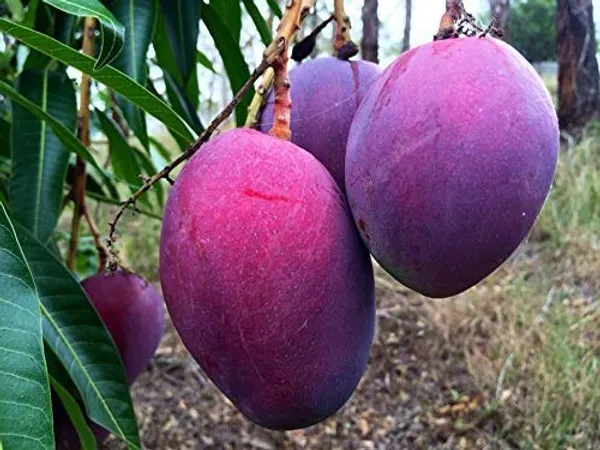 Blue_Purple_Mango_Grafted_Live_Plant_Sapling