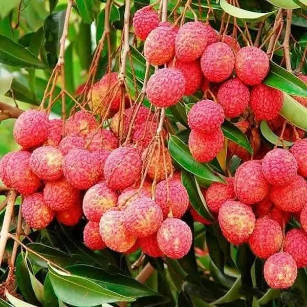 China_3_Lychee_Air-Layered_Live_Plant_Sapling