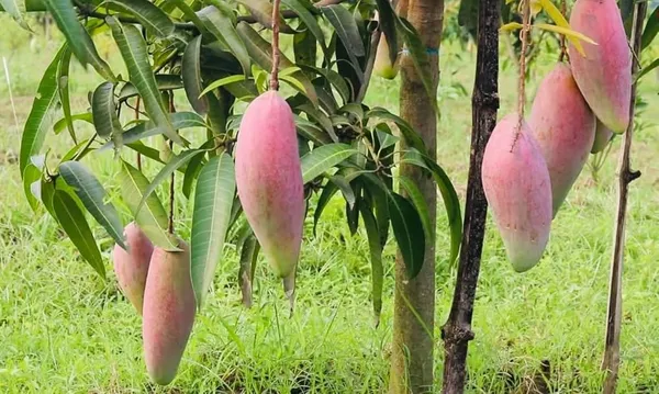 Chiang_Mai_Mango_Grafted_Live_Fruit_Plant