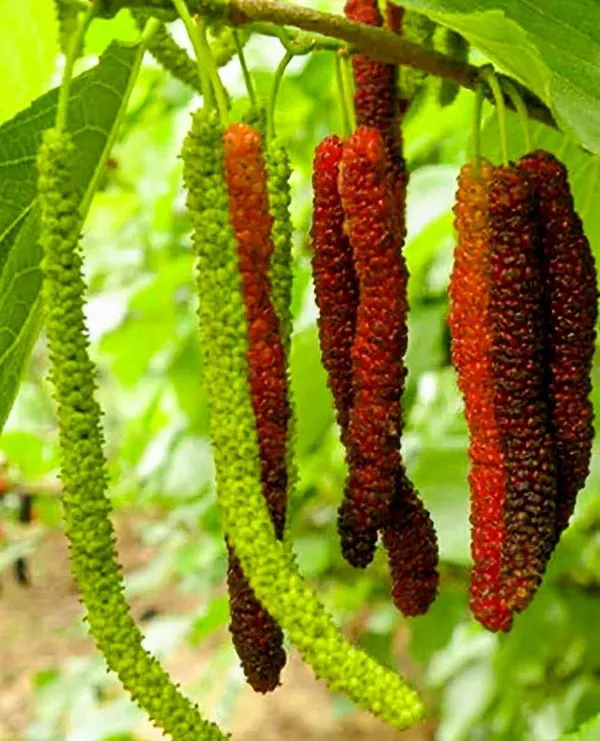 Pakistani_Mulberry_Live_Fruit-Bearing_Plant