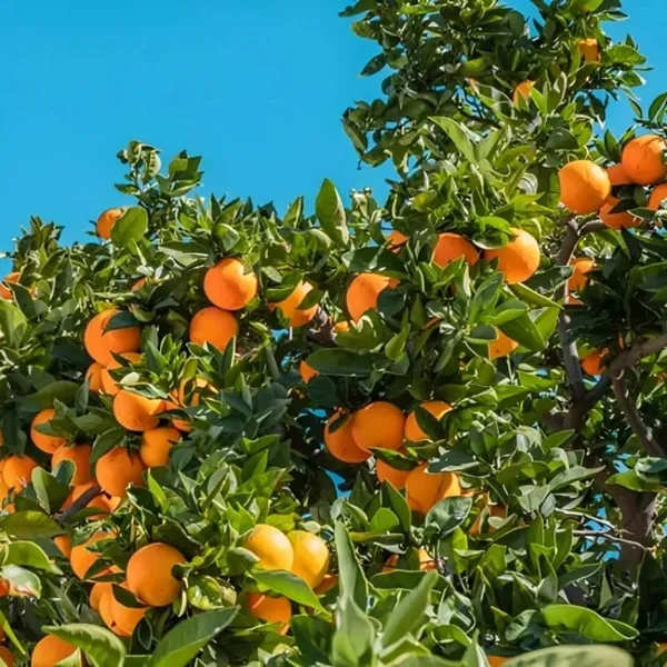 Nagpur_Orange_Grafted_Live_Plant_For_Garden
