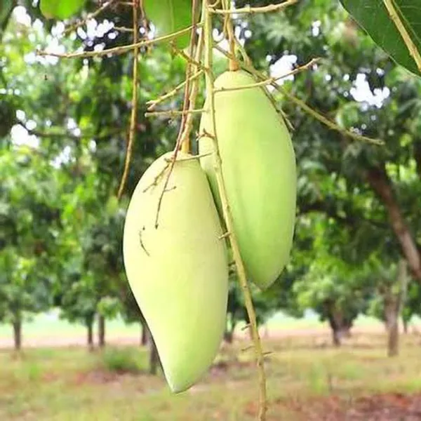 Nam_Doc_Mai_Mango_Grafted_Live_Plant