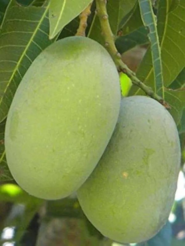 Langra_Mango_Grafted_Live_Plant_Sapling