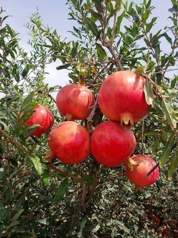 Pomegranate_Fruit_Bearing_Live_Plant