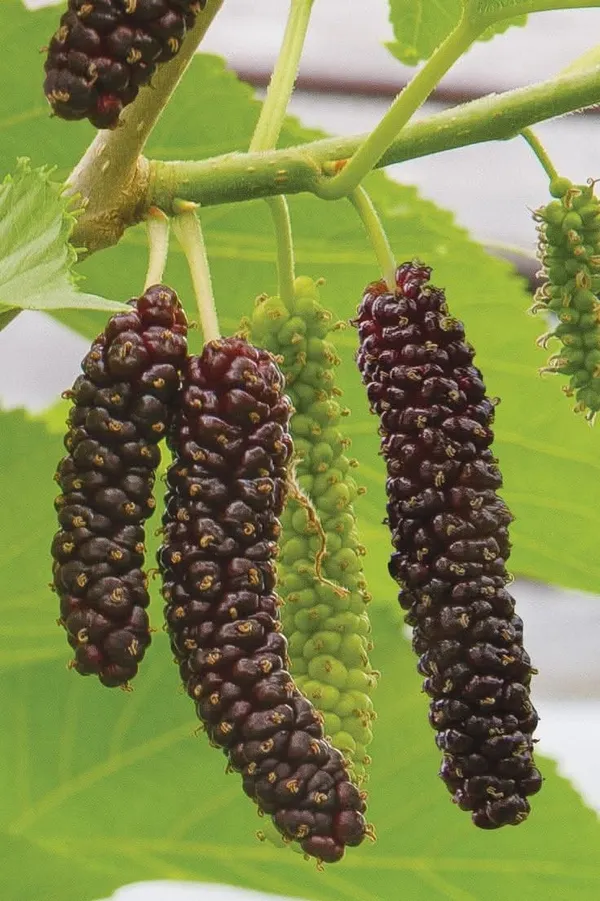 Brazilian_Mulberry_Fruit_Plant_Sapling_In_Polybag