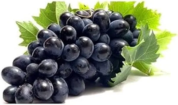Black_Grape_Vine_Fruiting_Live_Plant