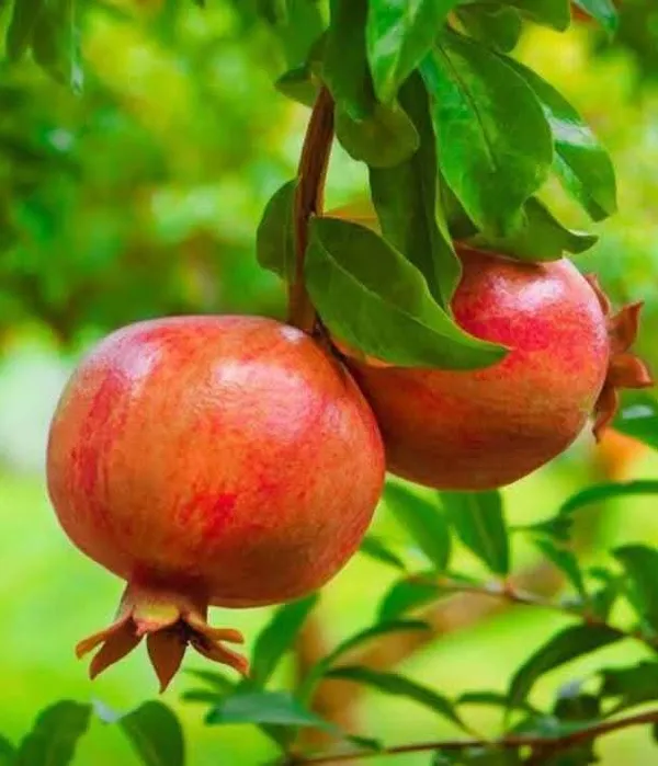 Ganesh_Pomegranate_Live_Fruit-Bearing_Plant