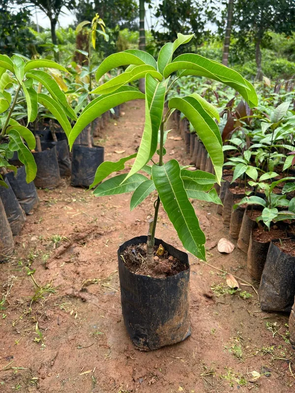 4_Kg_Variety_Mango_Grafted_Live_Plant_In_Grow_Bag